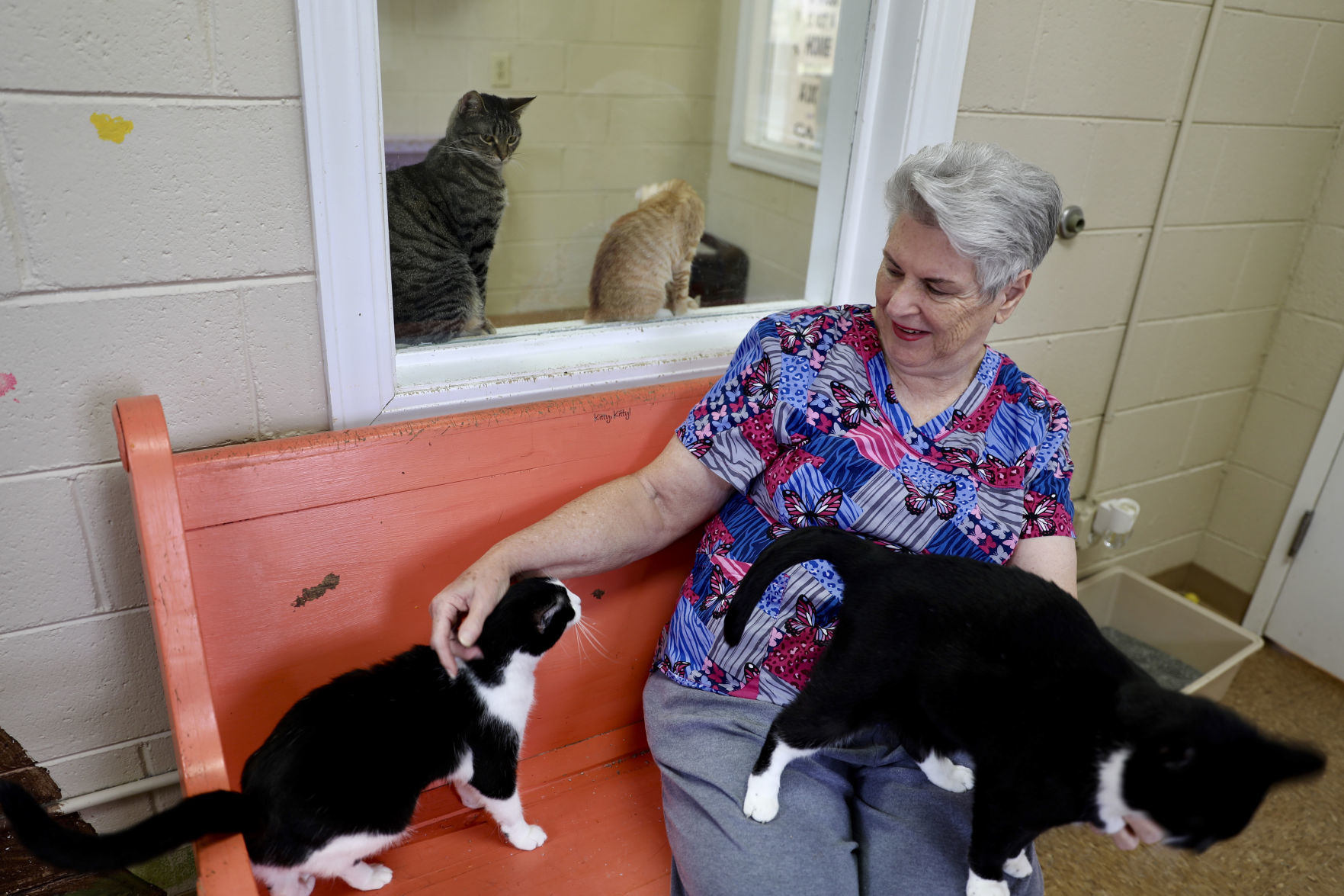 Orangeburg County Animal Shelter